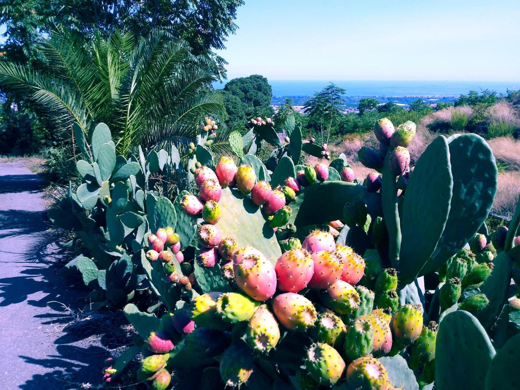 Piedimonte Mare Etna Villa Fiumefreddo di Sicilia Exterior foto